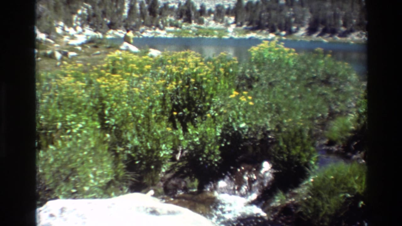 1981 8mm home-movie frame of an alpine lake with yellow wildflowers, brush, rocks, evergreens, and water in the foreground.