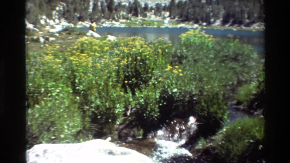 1981 8mm home-movie frame of an alpine lake with yellow wildflowers, brush, rocks, evergreens, and water in the foreground.