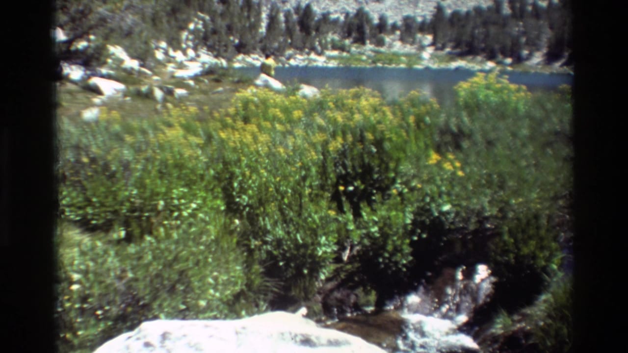 Wildflowers and brush beside a stream, with an alpine lake, rocks, and evergreen trees behind.