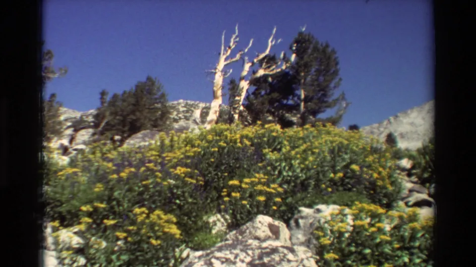 Vintage 8mm close view of yellow wildflowers, rocks, living conifers, and a weathered dead tree against a clear blue mountain sky.