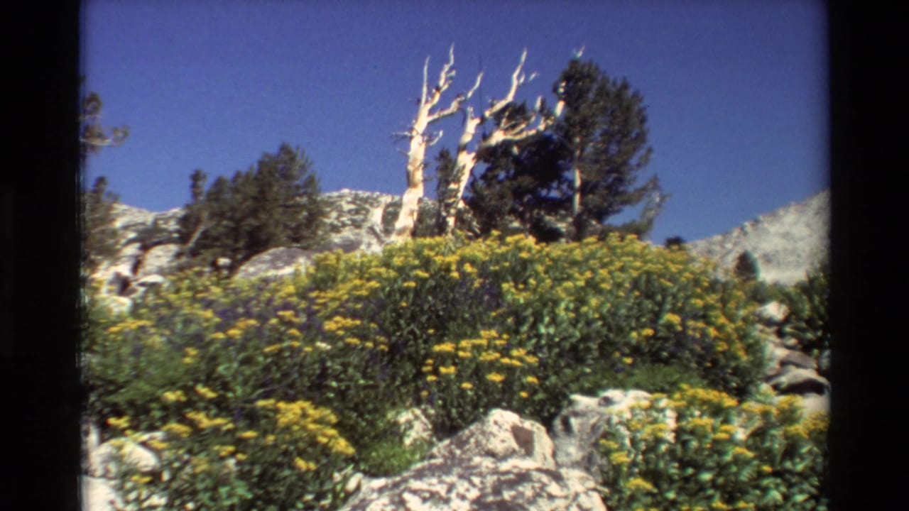 1981 8mm frame of a rocky British Columbia hillside with yellow wildflowers, green shrubs, evergreens, and a bleached dead tree trunk.