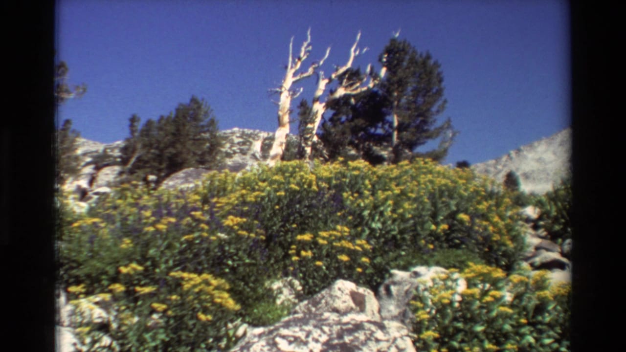 1981 8mm view of dense yellow flowers on a rocky British Columbia slope, with evergreens and a white dead tree trunk above.