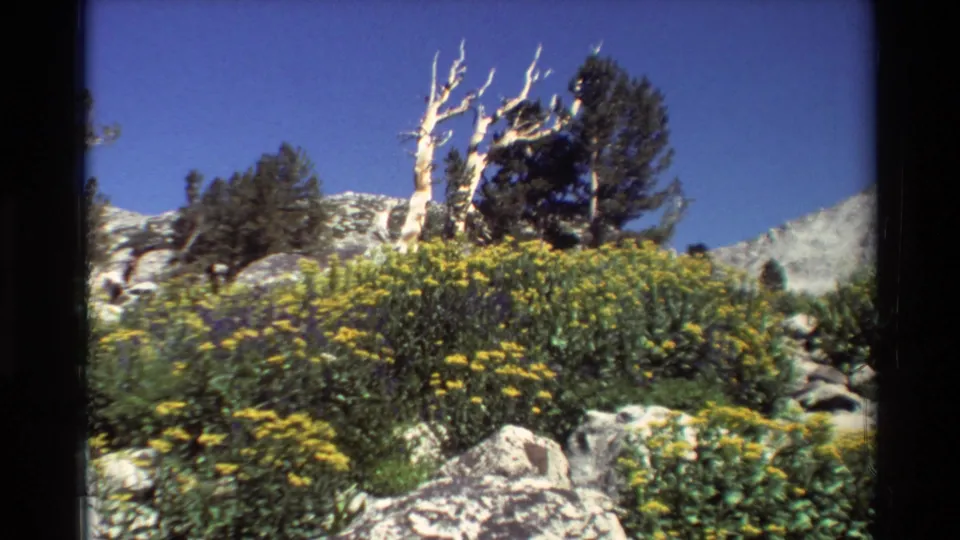 1981 8mm frame from a low angle on a rocky British Columbia hillside with wildflowers, shrubs, trees, and clear blue sky.