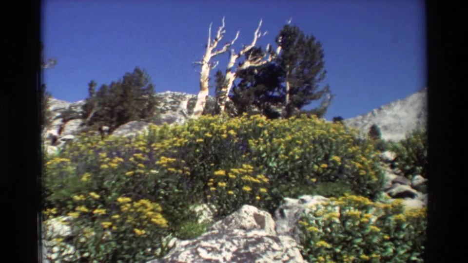 1981 8mm frame showing a low rocky British Columbia hillside with yellow wildflowers, evergreens, and a pale dead tree trunk.
