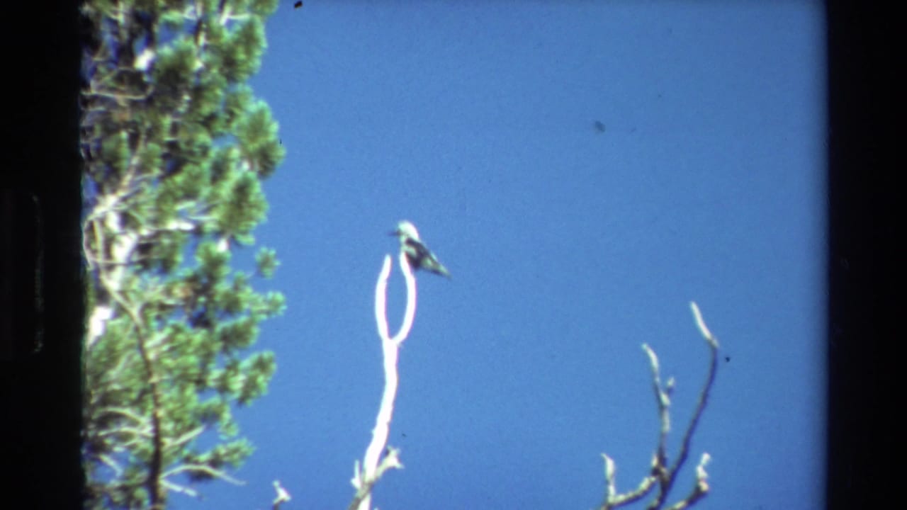 A bird perches on a bare forked branch against blue sky, with green pine foliage along the left edge in 1981 8mm footage.