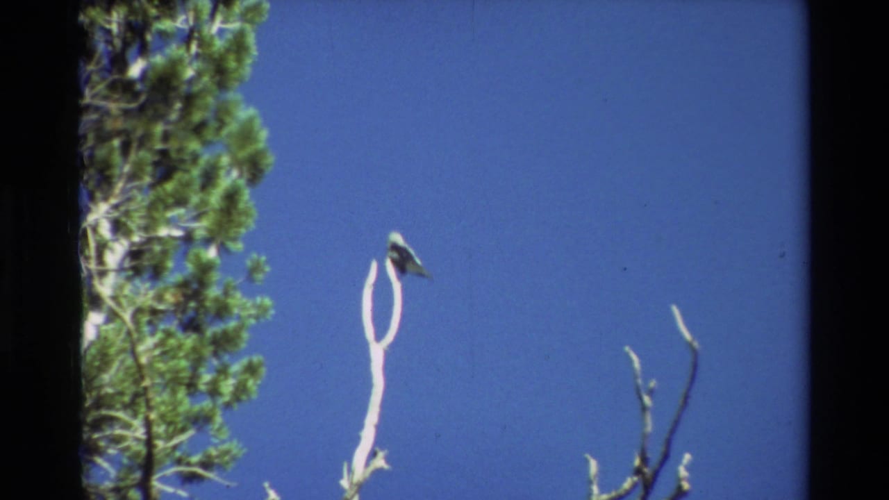 Perched bird on a bare branch with pine tree at left and open blue sky.