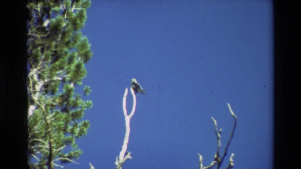 The bird remains perched on the fork of a pale branch, framed by pine foliage at left and blue sky in archival 8mm footage.
