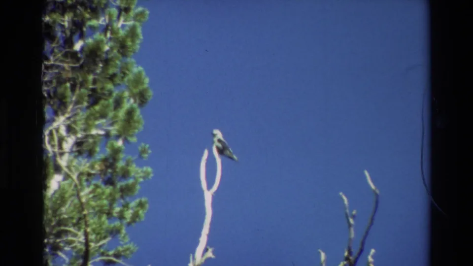 A small bird sits atop a pale forked branch near green pine foliage, with blue sky and visible 8mm gate edges.