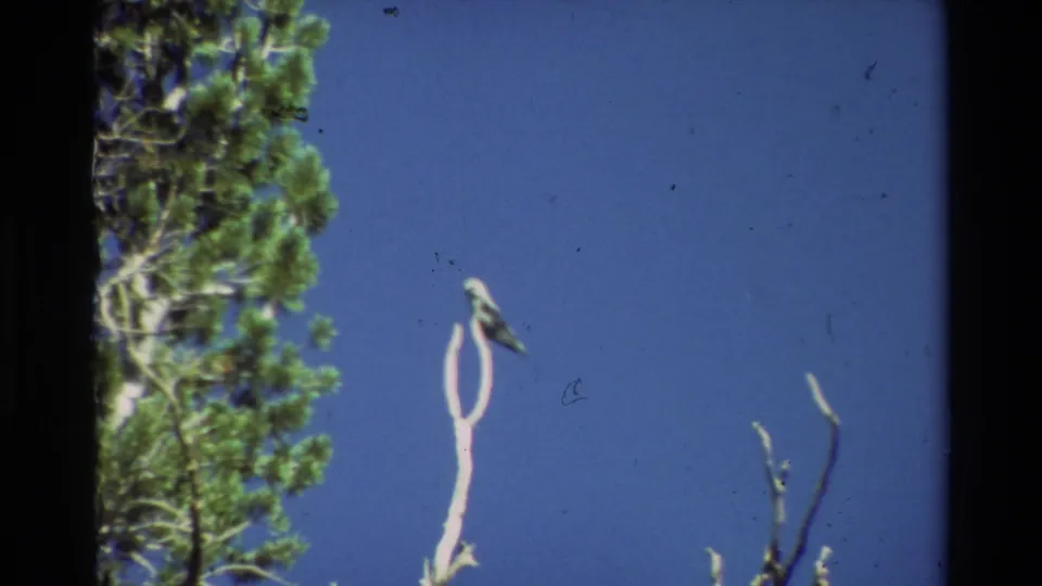 The final frame holds on the perched bird and pale branch, with pine foliage, sparse twigs, blue sky, and dust marks visible.
