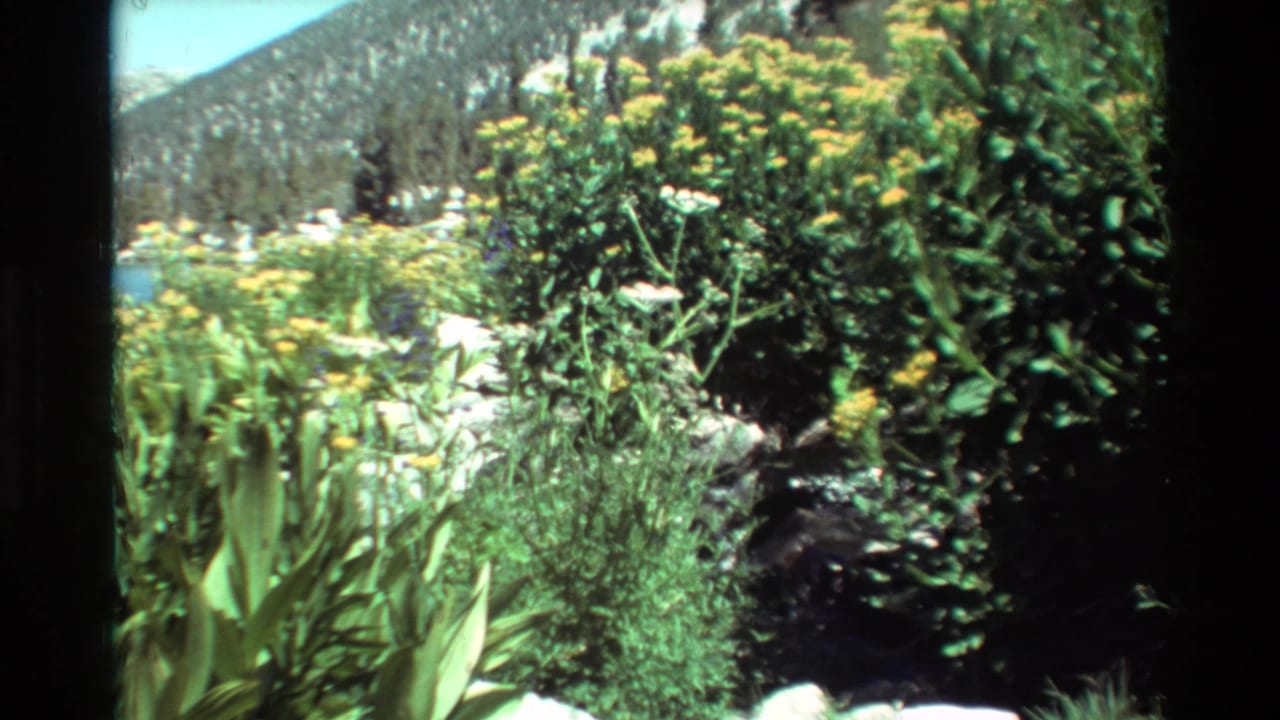 1981 8mm home-movie view of a sunlit mountain meadow with yellow wildflowers, dense shrubs, evergreens, and rocky slopes.