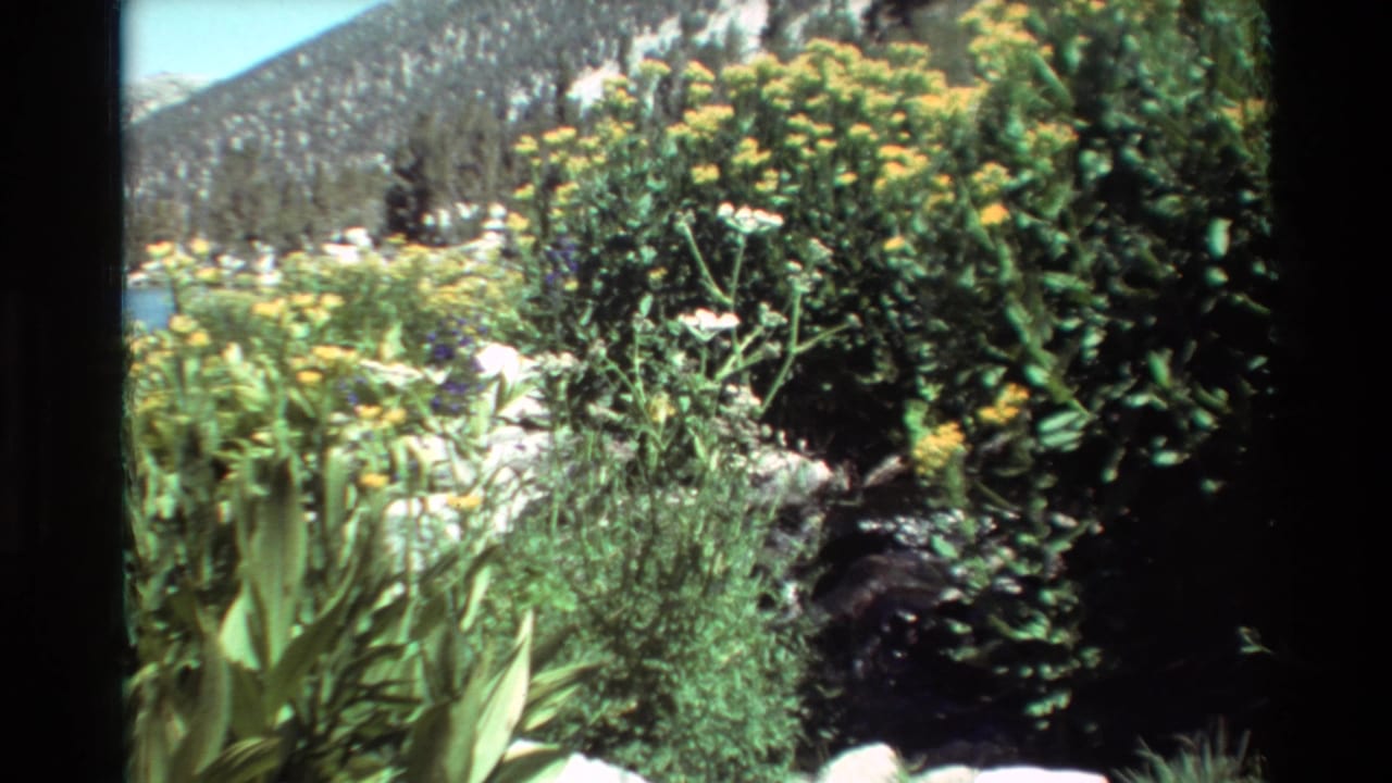 Metadata-supported 1981 home-movie frame showing yellow meadow flowers and dense greenery below a rocky, evergreen-lined mountain slope.