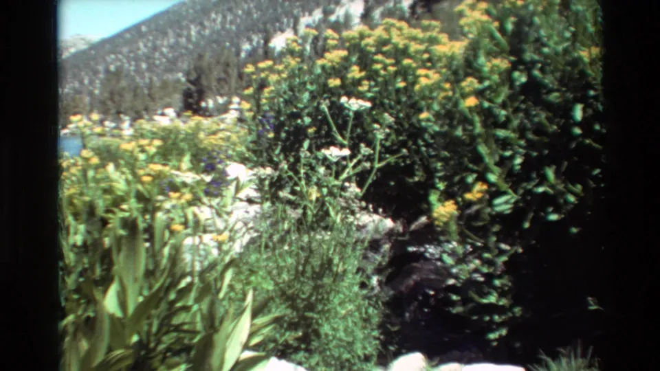 Metadata-supported 1981 home-movie frame showing yellow meadow flowers and dense greenery below a rocky, evergreen-lined mountain slope.