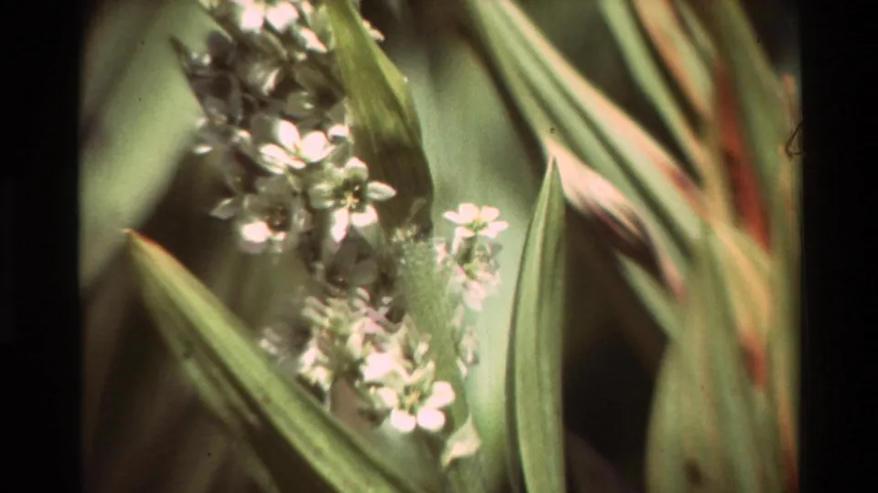 Close-up 8mm frame of small pale wildflowers and long green leaves, softly focused with warm color and visible film grain.