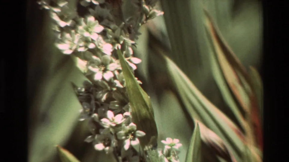 1981 8mm close-up of pale wildflowers framed by broad green leaves, with shallow focus and muted home-movie color.