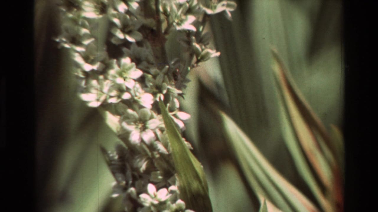Close-up of white blossoms and long green leaves in 1981 8mm nature footage from the stated British Columbia, United States location.