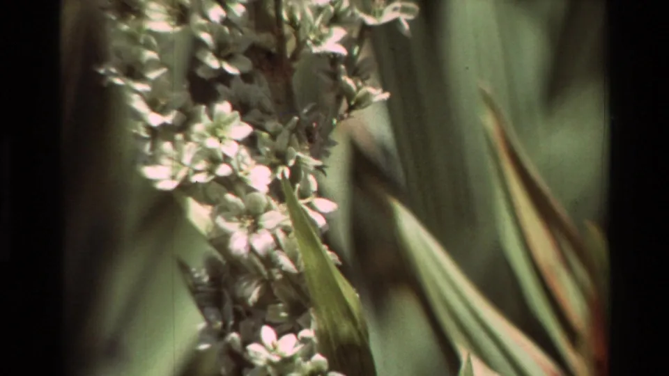 Close-up of white blossoms and long green leaves in 1981 8mm nature footage from the stated British Columbia, United States location.