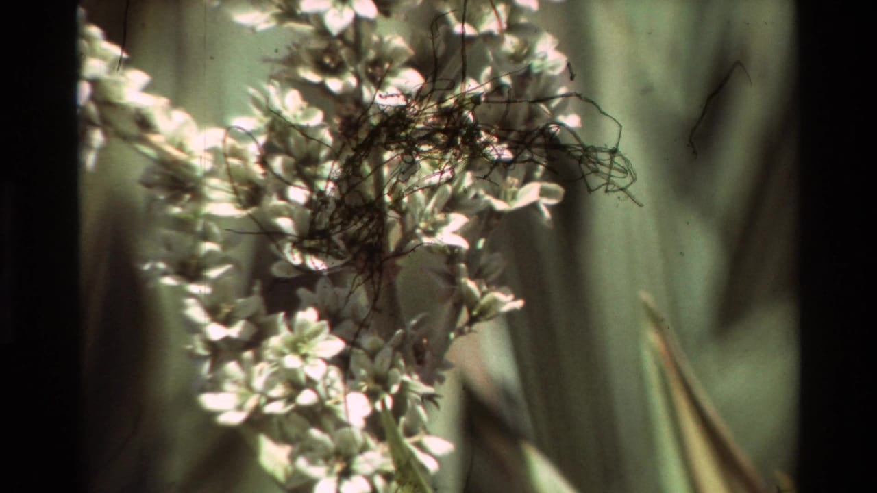 White blossoms and pointed green leaves appear in a soft 8mm close-up, with dark film borders and visible debris near the top.
