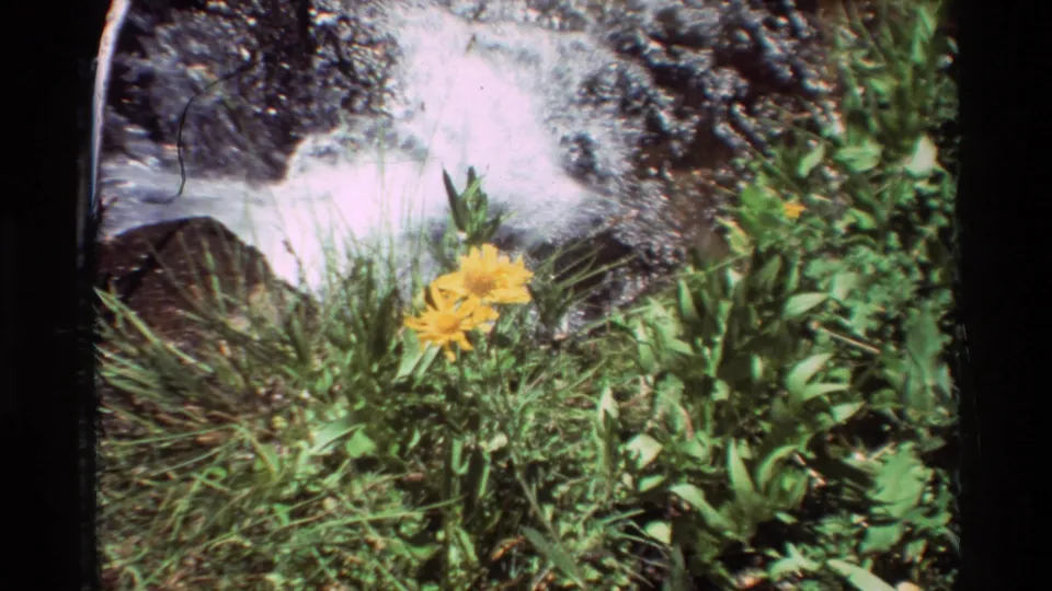 Yellow wildflowers stand in grass beside a bright rushing stream in 1981 8mm outdoor footage from the stated British Columbia, United States setting.