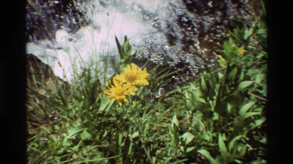 Yellow streamside flowers and surrounding green plants are framed against white rushing water in soft 8mm home-movie footage.
