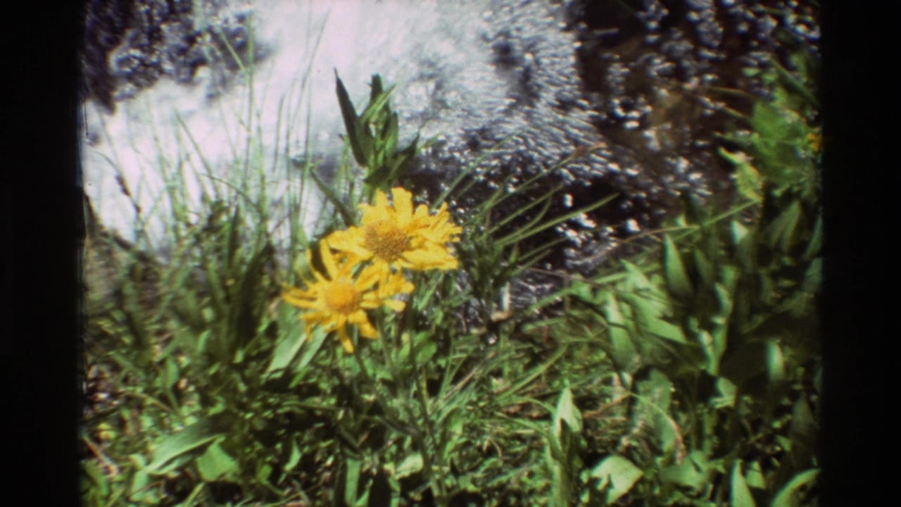 1981 8mm frame of yellow wildflowers and green creekside grass beside rippling water in British Columbia, United States.