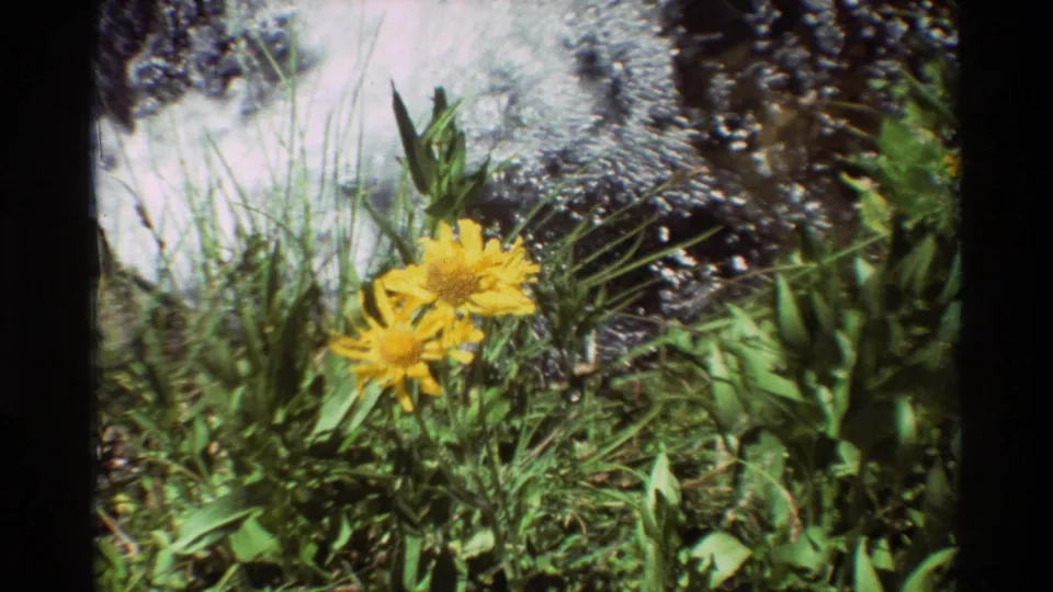 1981 8mm frame of yellow wildflowers and green creekside grass beside rippling water in British Columbia, United States.