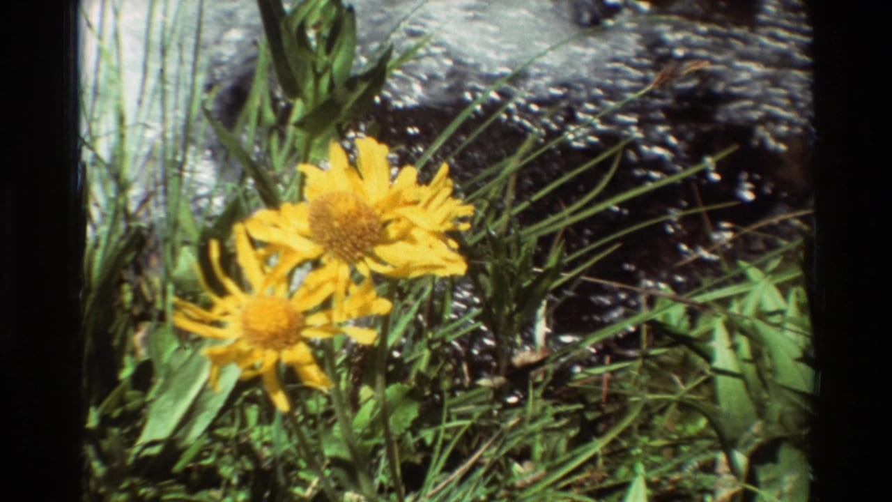 Two yellow flowers appear beside grasses and rippling creek water.
