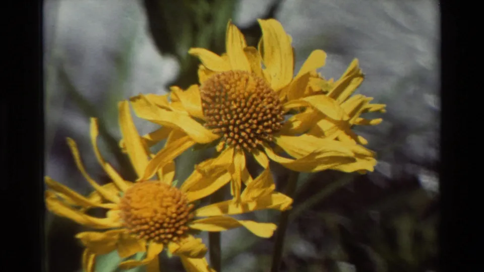Close 1981 8mm view of yellow wildflower heads with detailed centers, petals, stems, and blurred creekside background.