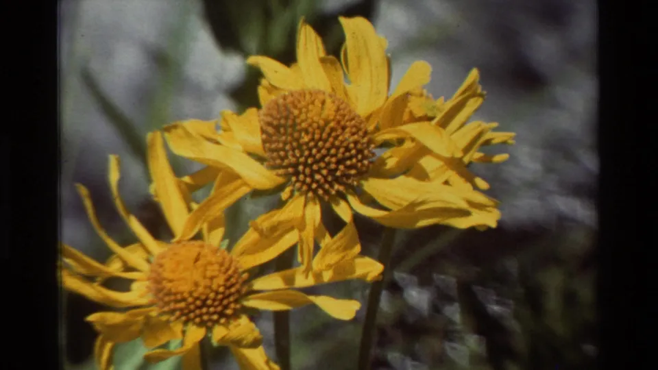 1981 8mm close-up of yellow wildflowers, textured centers, stems, and soft green-gray creekside background.