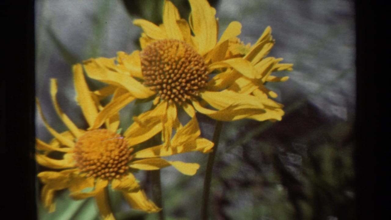 Two yellow daisy-like wildflowers in close-up against soft green foliage.