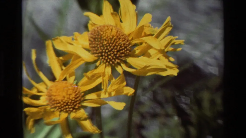 Close-up of yellow wildflowers with orange centers, cataloged as 1981 8mm footage from British Columbia, United States.