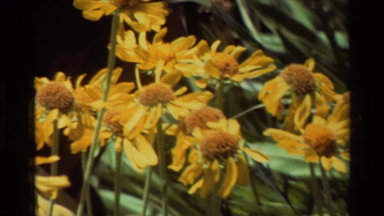 A denser patch of yellow wildflowers appears in handheld 8mm footage cataloged to 1981 British Columbia, United States.