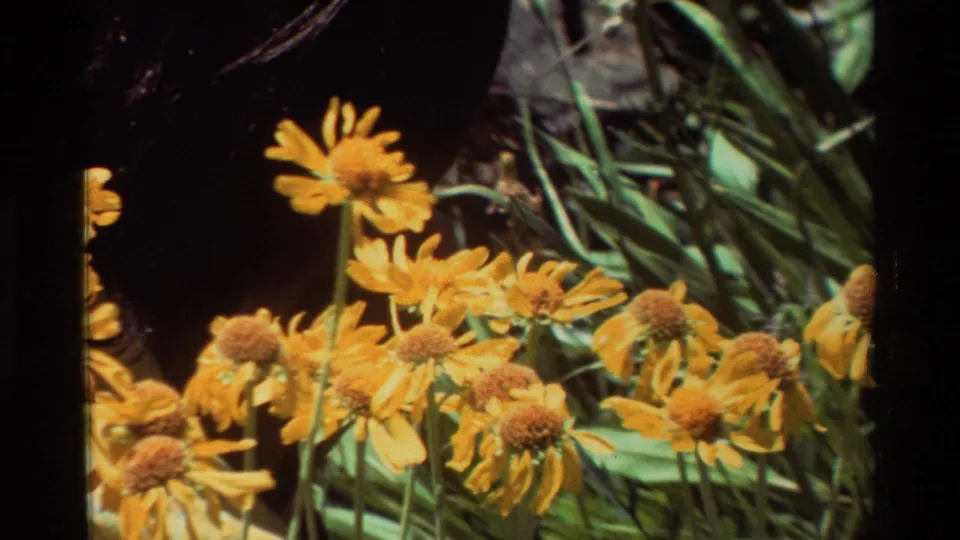 Yellow wildflowers fill the lower frame while a dark partial head or shadow enters at the left edge in cataloged 1981 8mm footage.