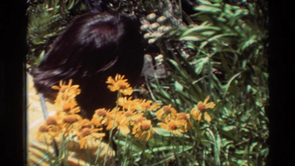 A partially visible person with dark hair appears behind yellow wildflowers in cataloged 1981 8mm footage from British Columbia, United States.