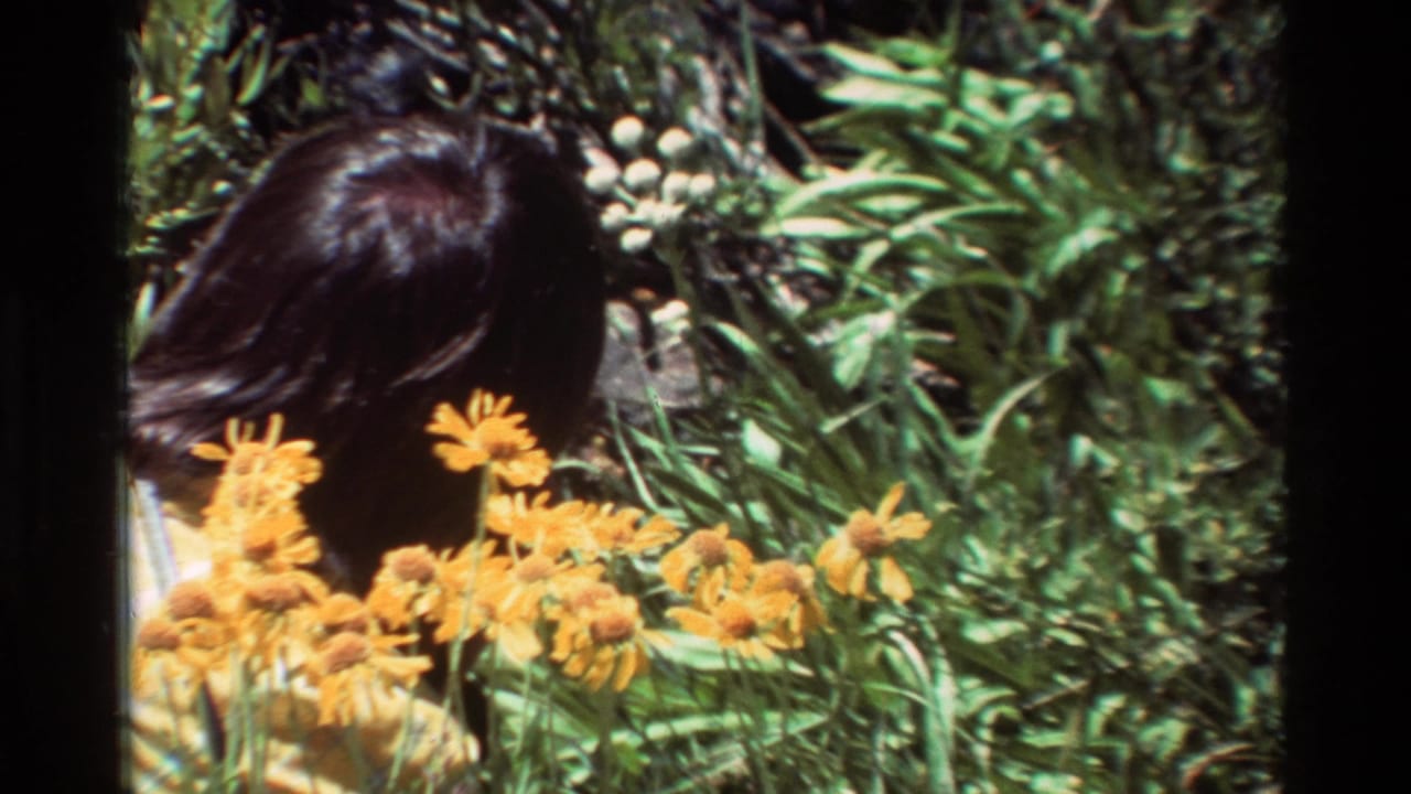 In 1981 British Columbia home-movie footage, a dark-haired person bends partly hidden behind yellow wildflowers.