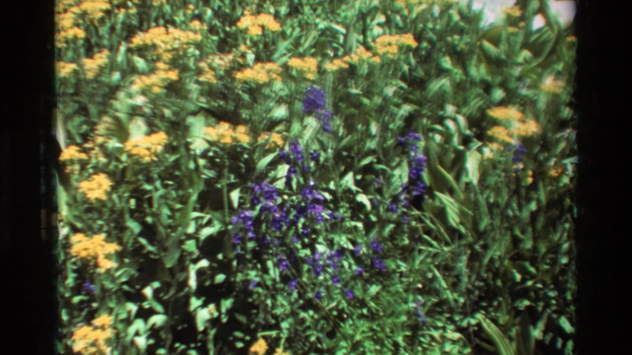 Yellow and purple wildflowers growing in dense green foliage.
