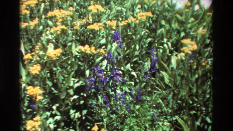 A soft 8mm view of purple flowers mixed with yellow blooms and dense foliage in the documented British Columbia setting.