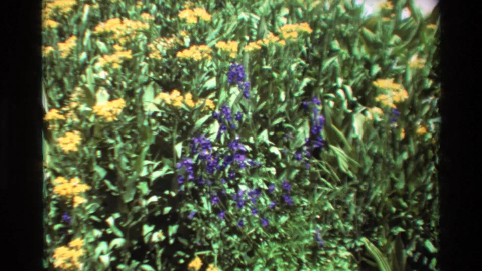 The final frame holds on a close patch of yellow and purple wildflowers with the soft color and grain of 8mm film.