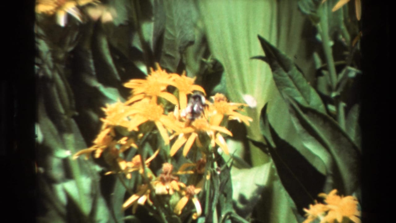1981 8mm frame showing a bee crawling on yellow flowers amid dense green foliage.