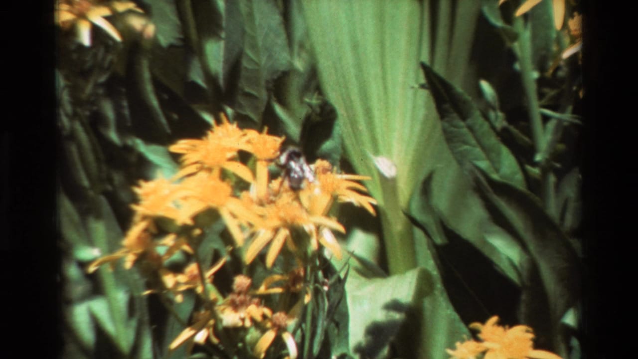 Bee crosses the upper yellow blossoms while soft green garden foliage fills the background.
