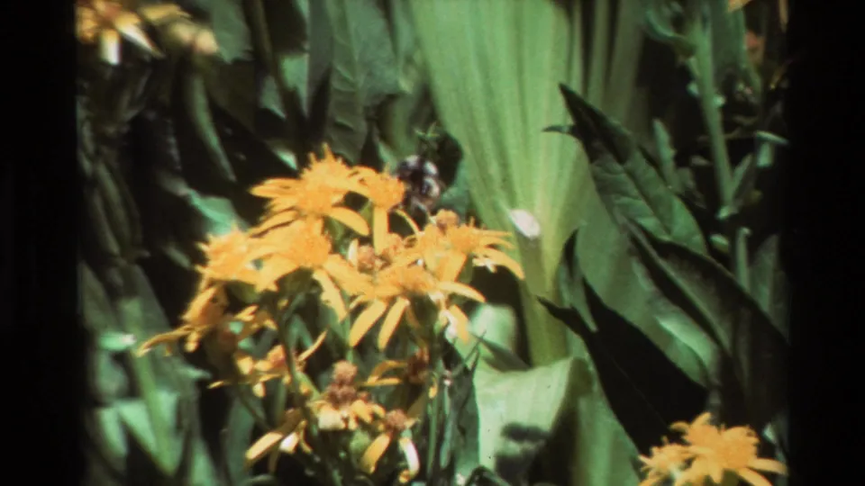 Close 8mm garden frame with yellow blossoms, leafy background, and a partly obscured bee near the flower heads.