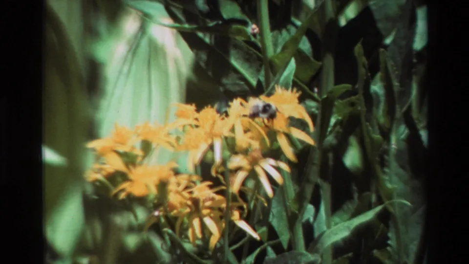 The bee appears on the right side of yellow blossoms against dark green leaves in a soft 8mm garden shot.