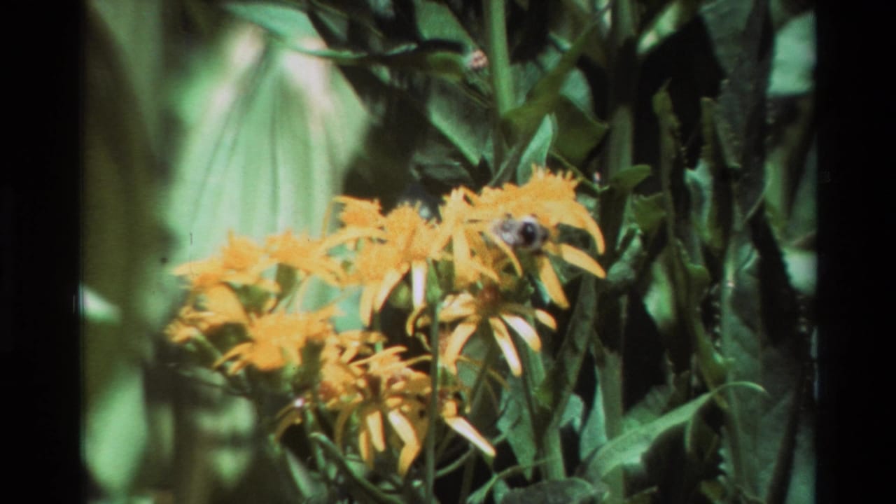 Yellow composite flowers with a bee among green leaves.