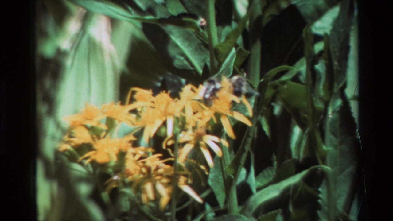 Close 8mm frame of a bee or bee-like insect hovering or landing near yellow flowers, with leafy green stems filling the background.