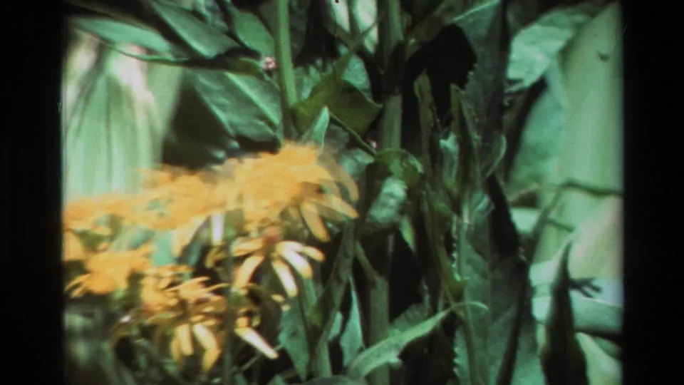 Soft handheld 8mm frame showing yellow flowers partly blurred in the foreground with upright green stems and leaves behind.