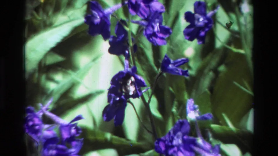 1981 8mm home-movie frame of purple-blue flower spikes, likely delphiniums, moving among green leaves and stems.