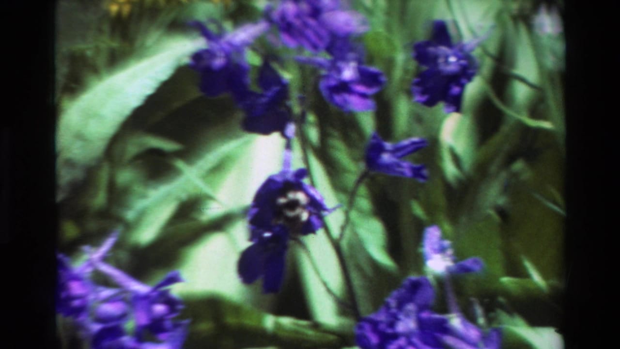 1981 8mm home-movie frame of a hummingbird feeding near purple-blue flowers amid soft green foliage.