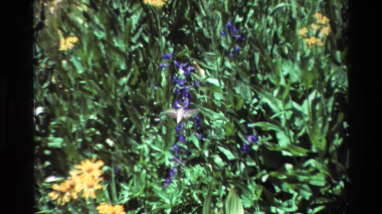 Dense green garden plants with purple and yellow flowers and a hummingbird hovering near the center.