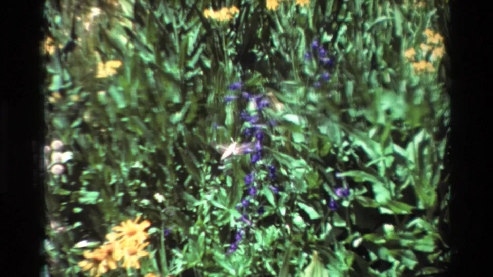 A hummingbird appears among purple-blue blossoms in a leafy 1981 8mm garden scene with yellow blooms nearby.