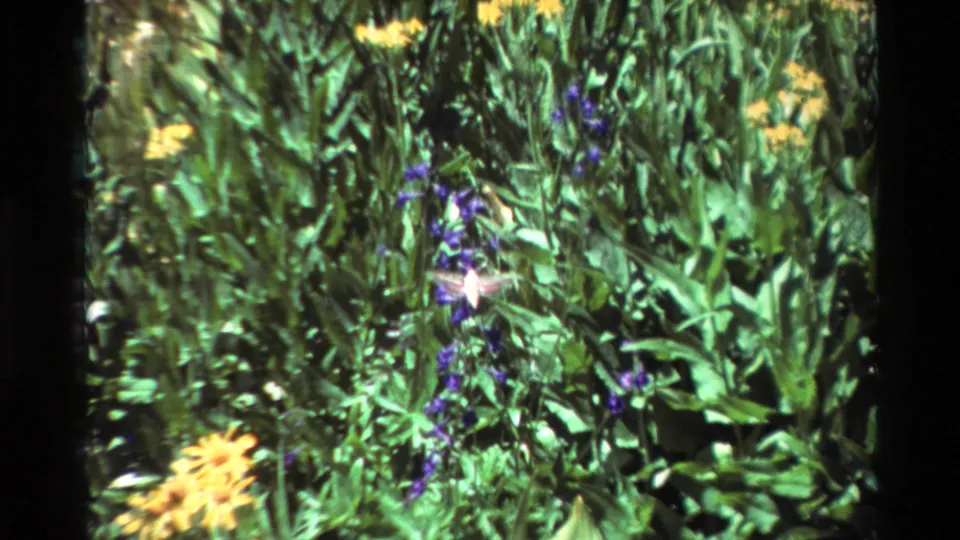 Final 1981 home-movie frame of a hummingbird suspended near purple flowers in a bright green garden.
