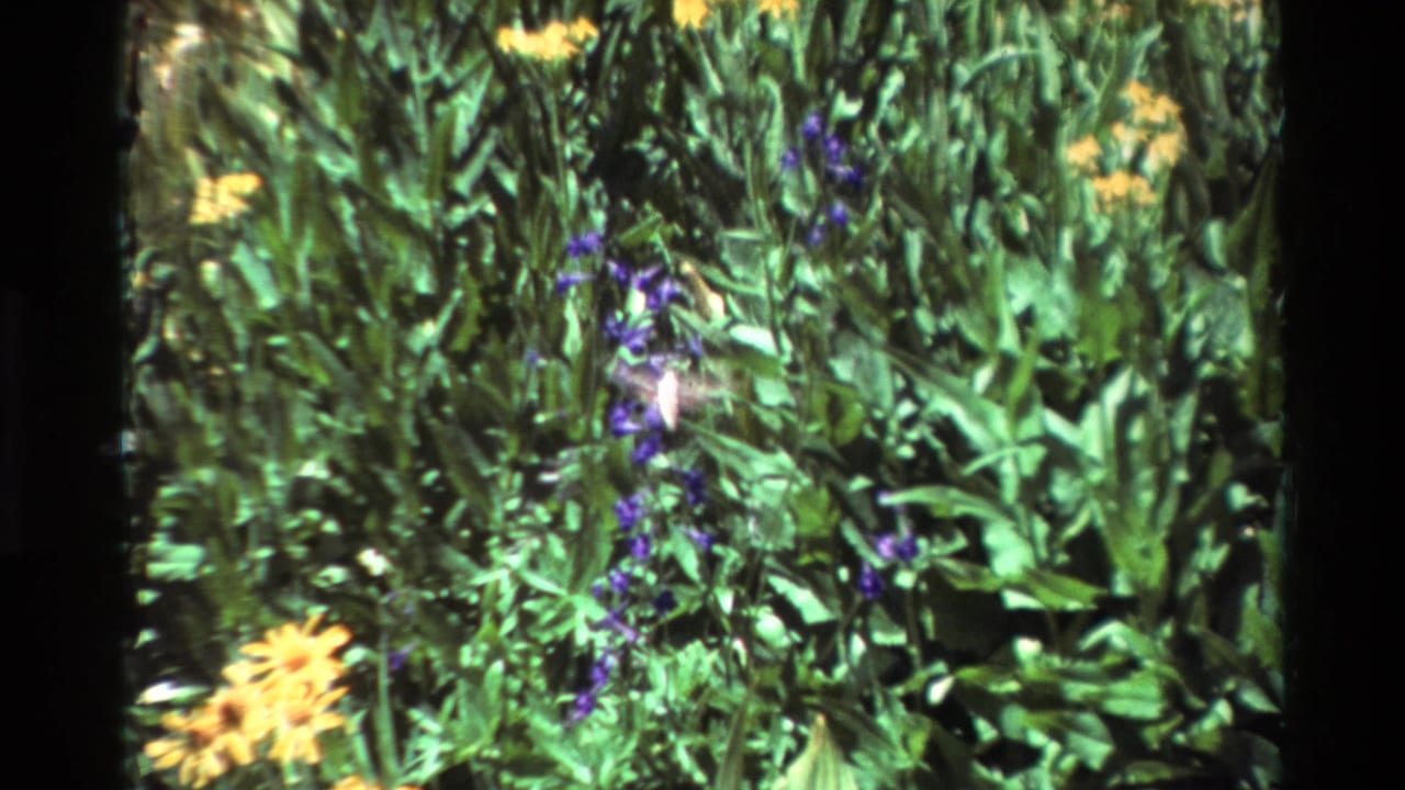 1981 8mm frame of a pale hummingbird near purple and yellow garden flowers, with dense green leaves and dark film edges.